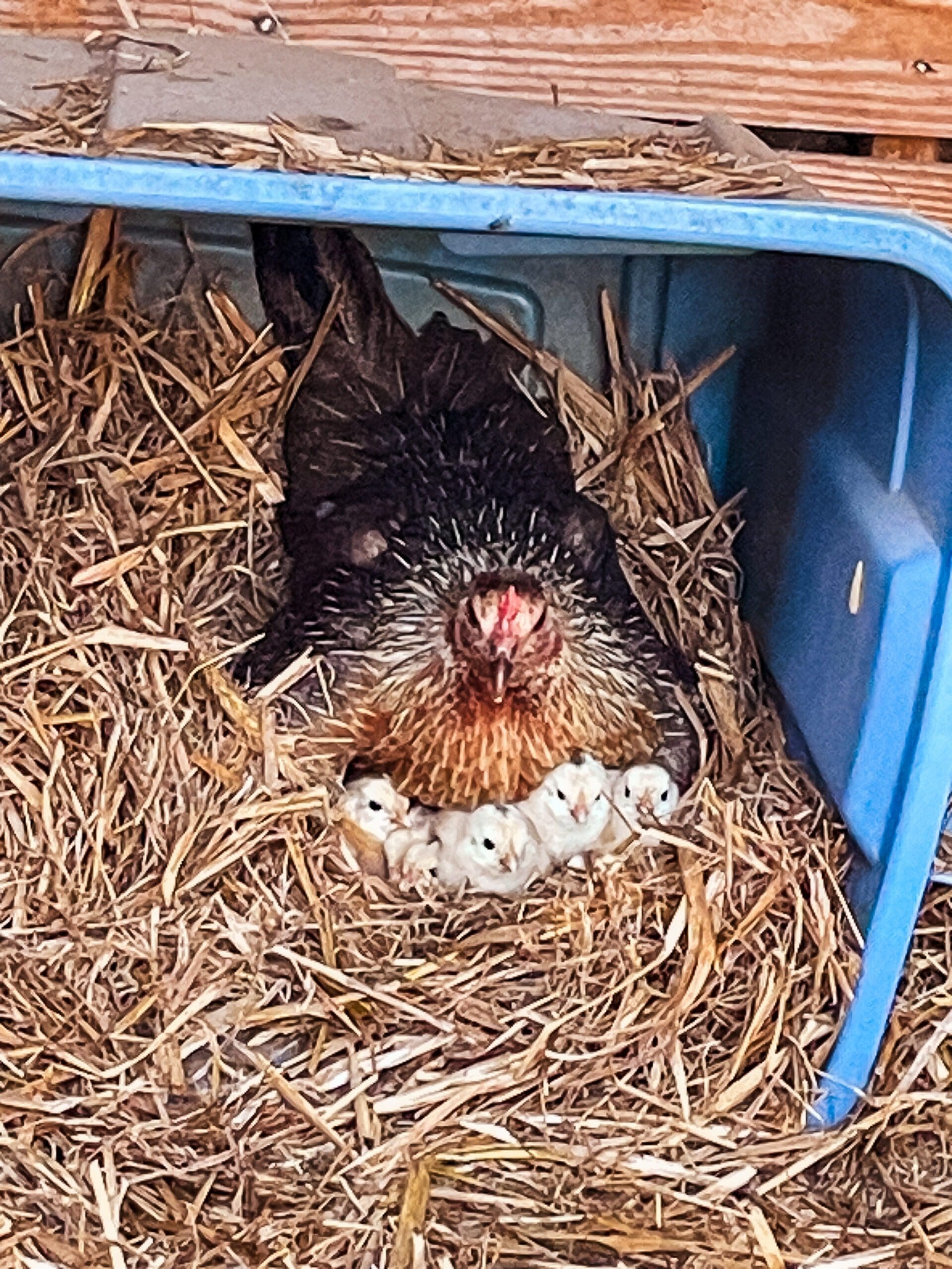 Gamecock Hen sitting on her nest of adopted chicks