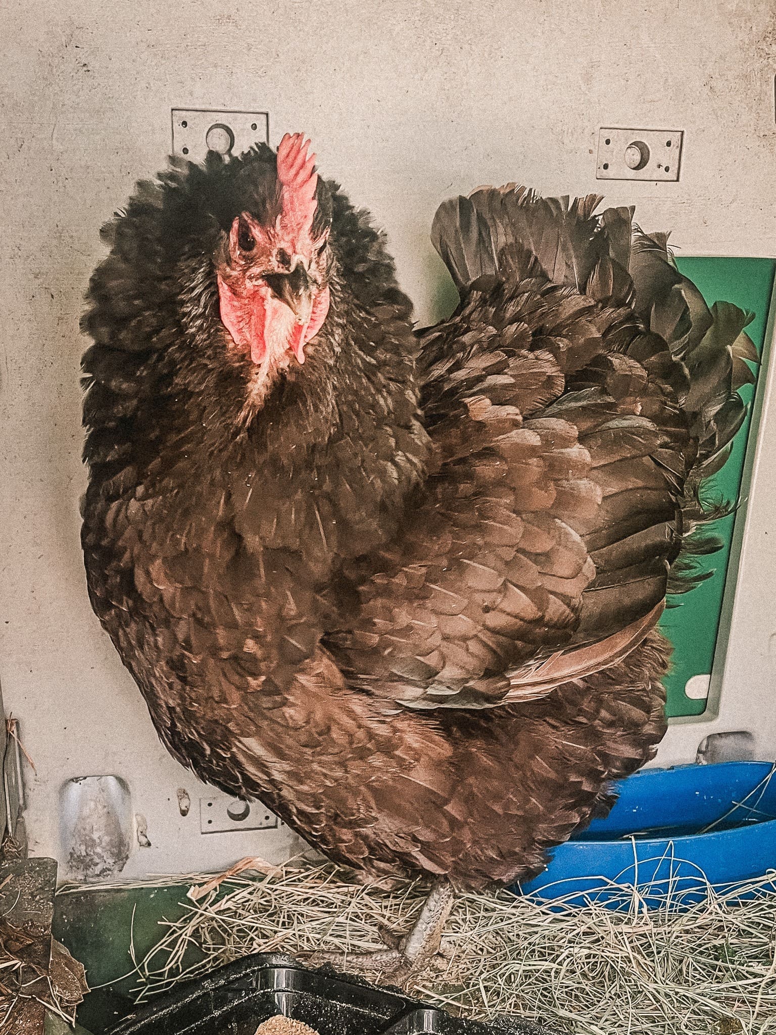 Black Australorp Hen flaring feathers