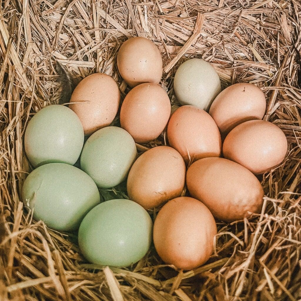 Green and pink brown eggs in nest