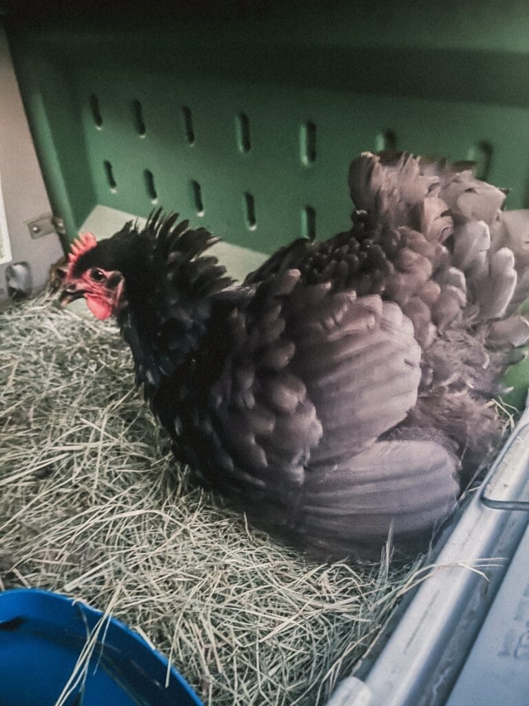 Brooding Black Australorp Hen sitting in her nest and fluffing up her feathers