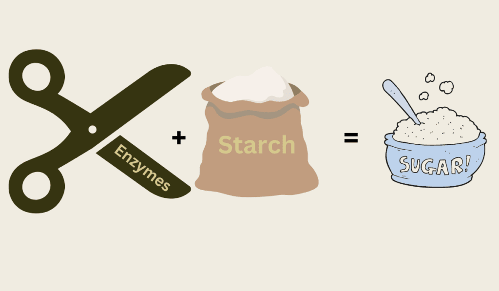 Enzymes cutting starch and turning them into sugar. 