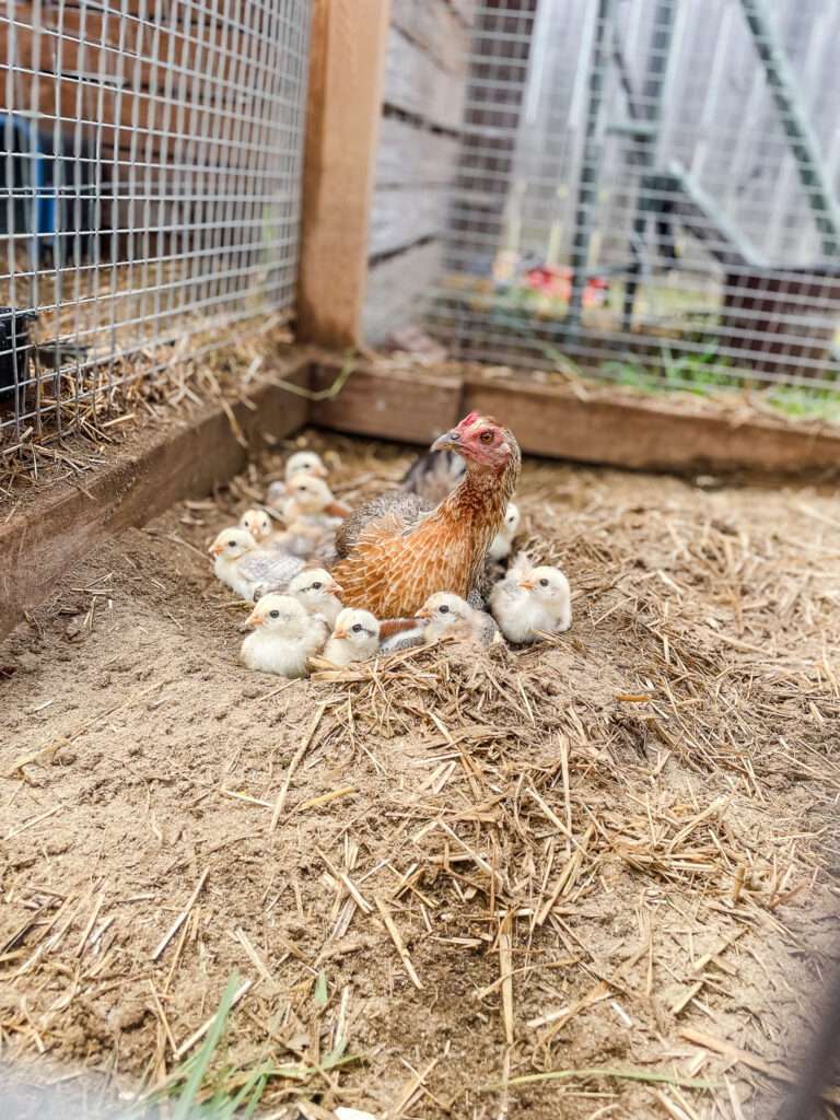 Gamecock hen sitting with her brood of chicks