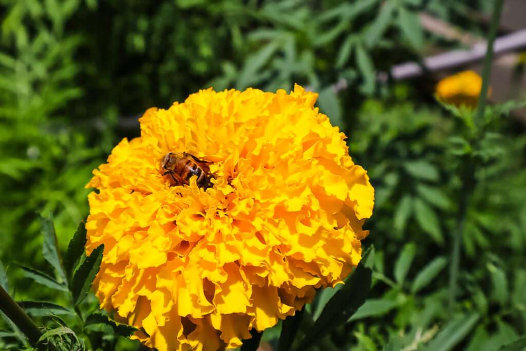 African Marigold with Bee in the center