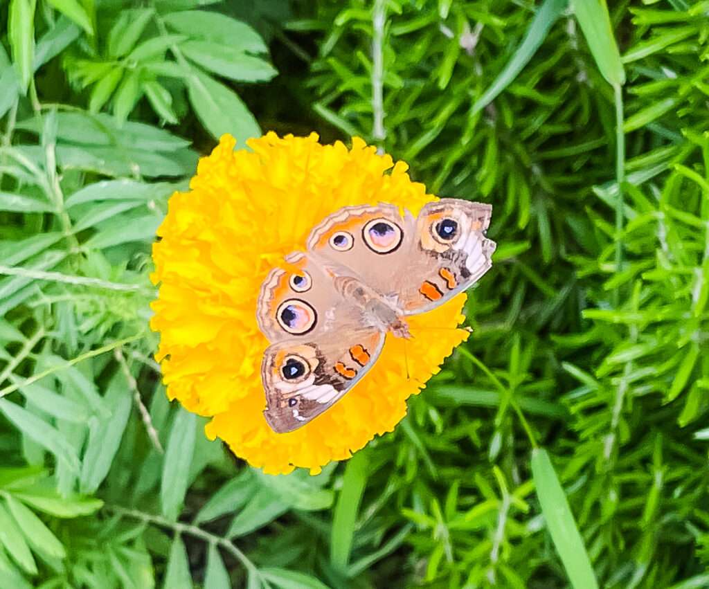 Marigold with Butterfly on it