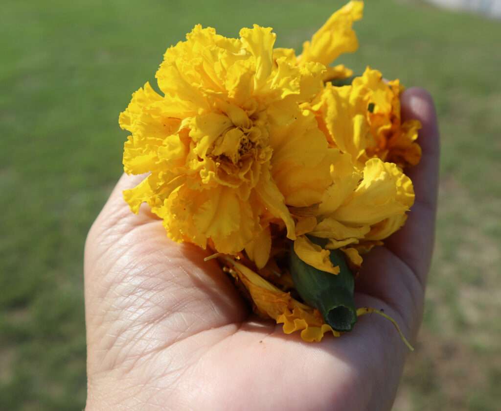 African Marigolds in Hands