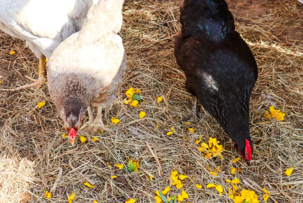 Easter Egger and Black Australorp chickens eat marigolds in coop