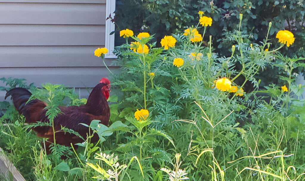 Rhode Island Red Rooster in Marigolds On Yankee Farm