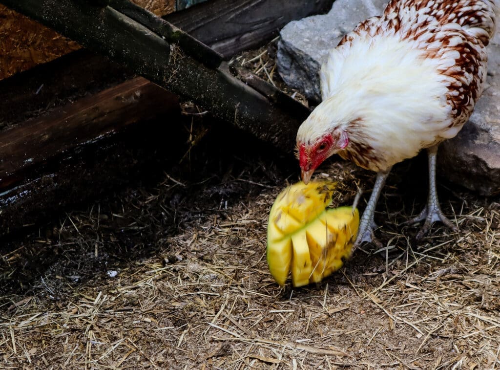 Yokohama Hen eating mango fruit