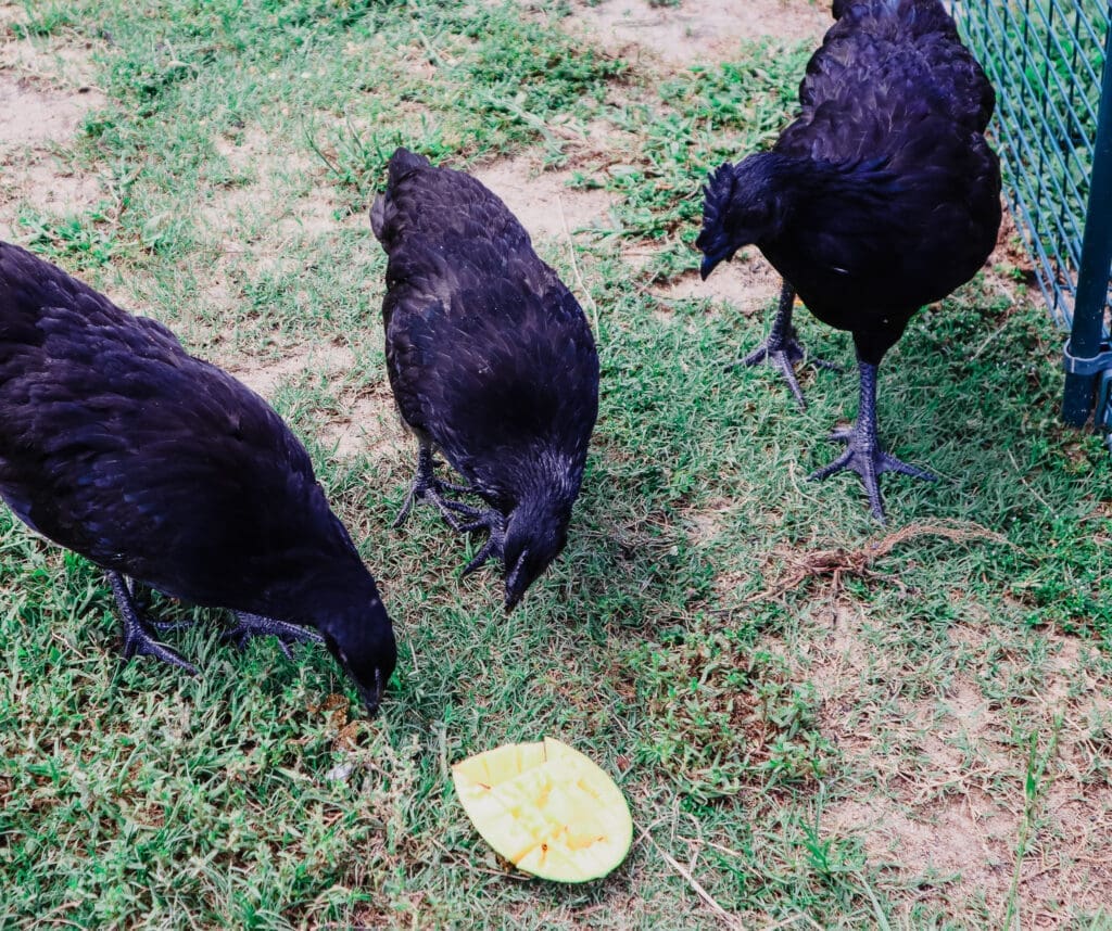 3 ayam cemani chickens  eating fresh mango