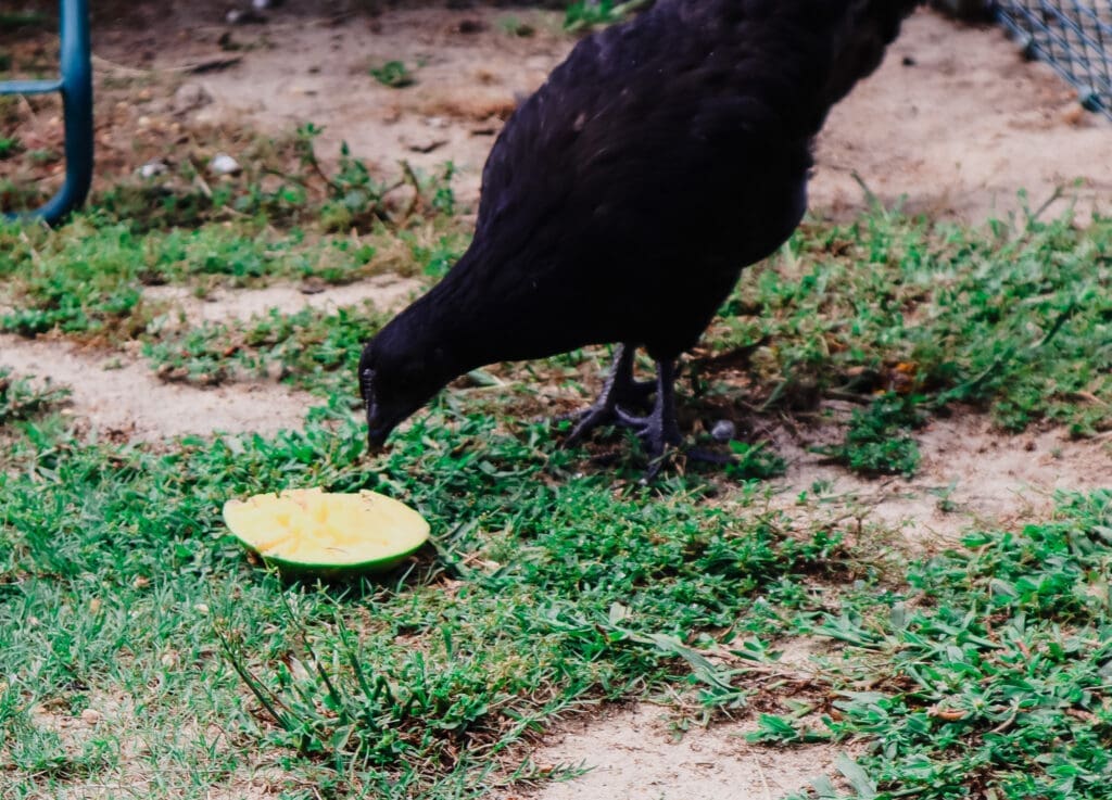 Ayam Cemani chicken eating mango fruit on a hot day