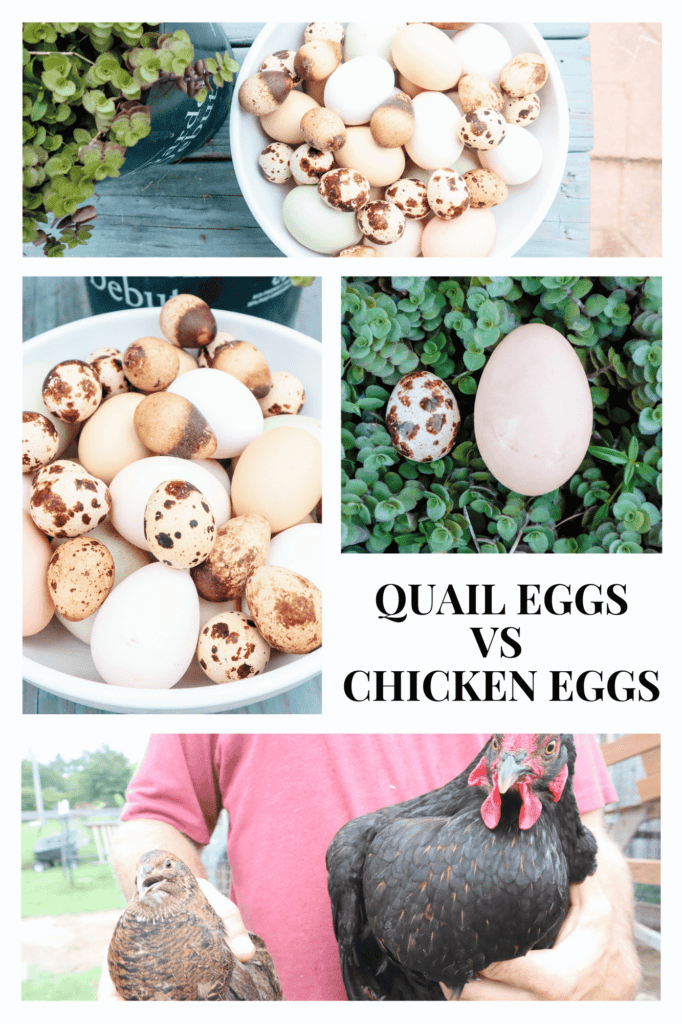 Quail egg Vs Chicken Egg. Quail eggs in a bowl. Coturnix Quail and black australorp Chicken.