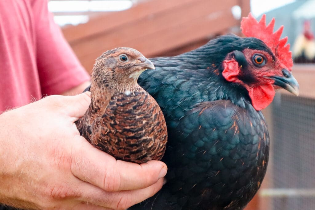 Coturnix Quail and black Australorp chicken