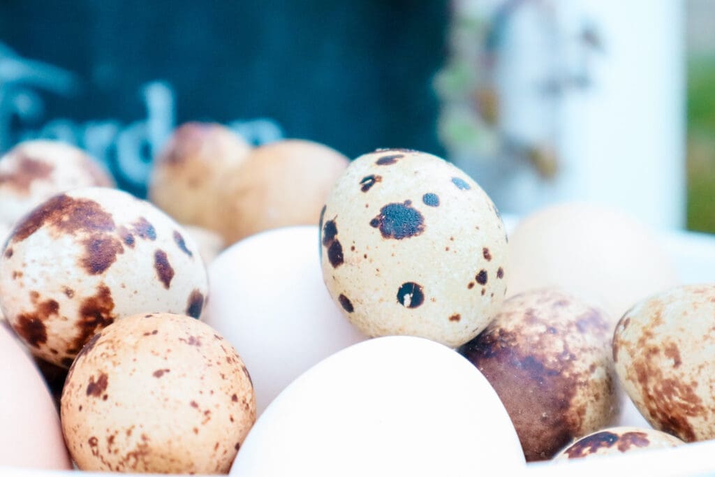 quail eggs and chicken eggs