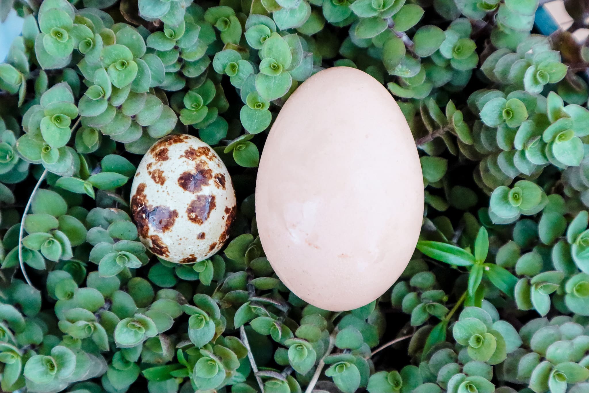 Quail egg vs Chicken egg