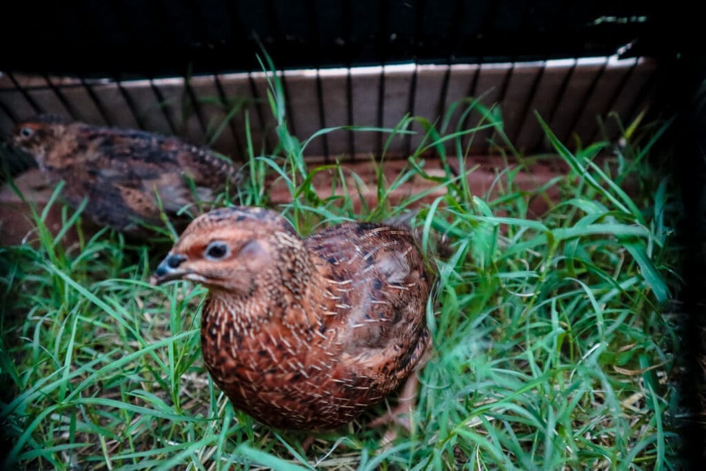 2 coturnix quail in tractor cage